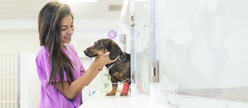 A Veterinary Assistant taking care of a dog with an injured leg.
