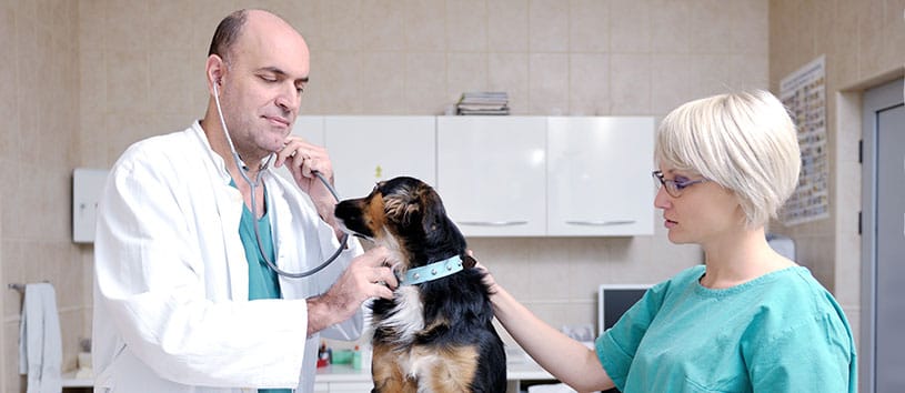 Veterinarian and Veterinary Technician examining a dog in a vet office.